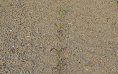 I contraccolpi del freddo su mais