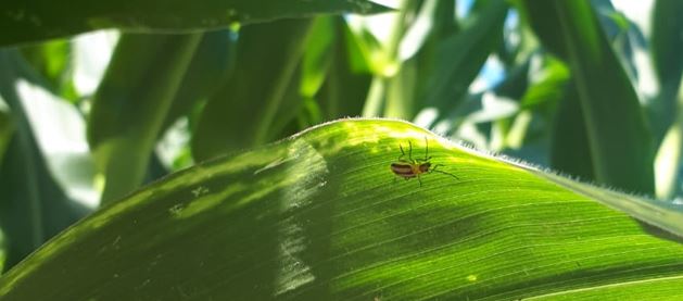 Prestare la giusta attenzione alla Diabrotica