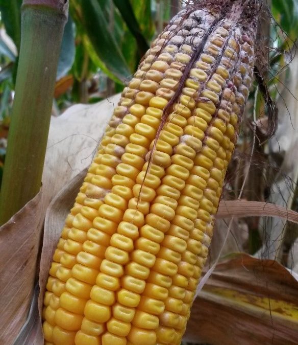 Mais e patogeni: i terribili 7