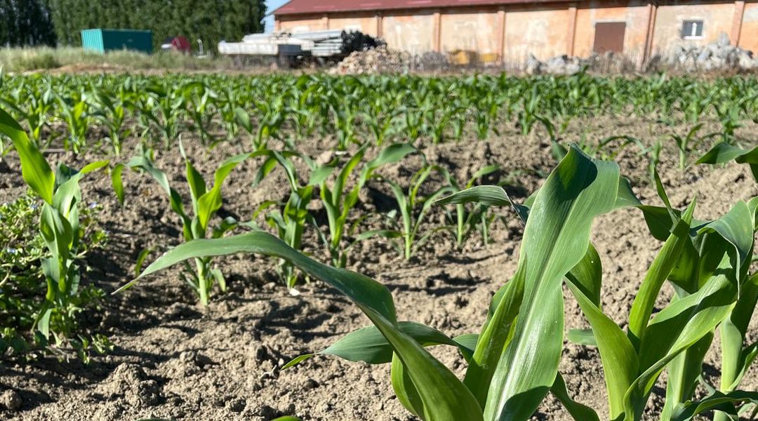 Mais e disponibilità idrica, attuale e futura