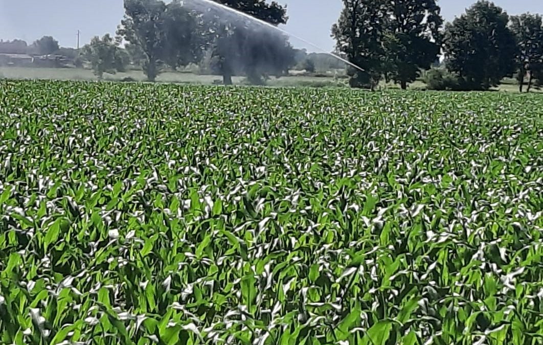 Mais: è ora di irrigare