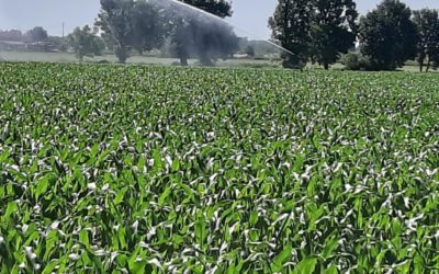 Mais: è ora di irrigare