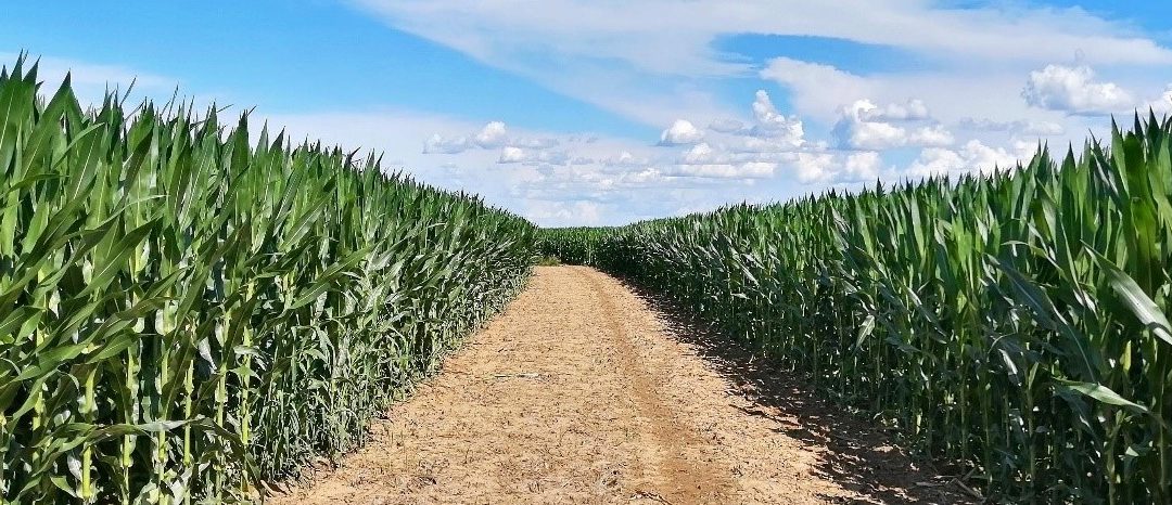 Mais: l’arrivo dell’estate e i pericoli di eventi climatici avversi