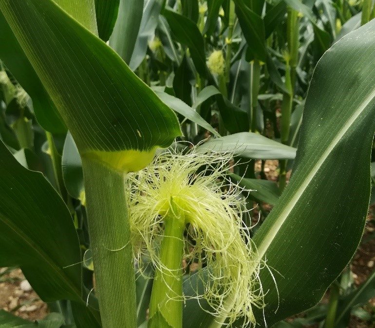 Mais: Parola d’ordine precocità