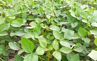 Soia: Superfici, prezzi e produzioni a confronto