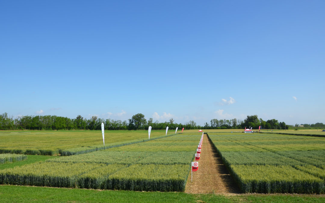 Cereali: la difesa a tutela delle rese