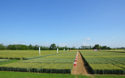 Cereali: la difesa a tutela delle rese