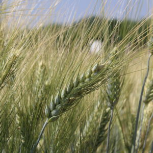 LG FRUCTIS_ Frumento Duro