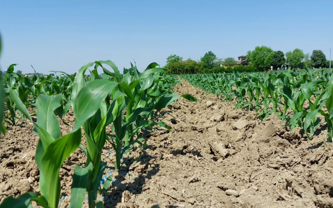 Mais da trinciato e la difesa dalle malerbe