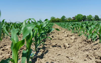 Mais da trinciato e la difesa dalle malerbe