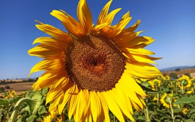 Girasole: nutrizione e difesa dalle infestanti