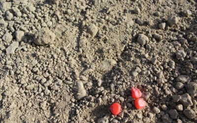 I fitofagi del mais elateridi, diabrotica e piralide