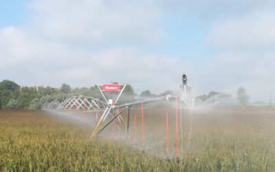 Mais e siccità: perdite variabili in tutto il Nord Italia